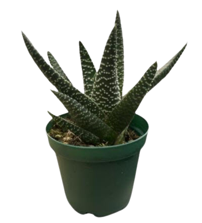Okavango